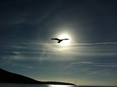 Vogel